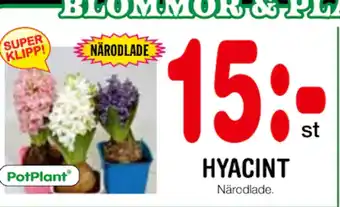 Nya Pulsen Hyacint erbjuda