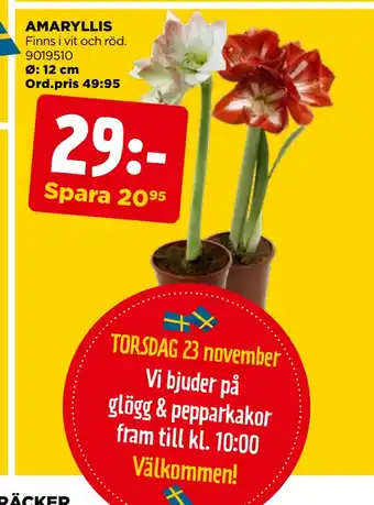 Jem&Fix Amaryllis erbjuda