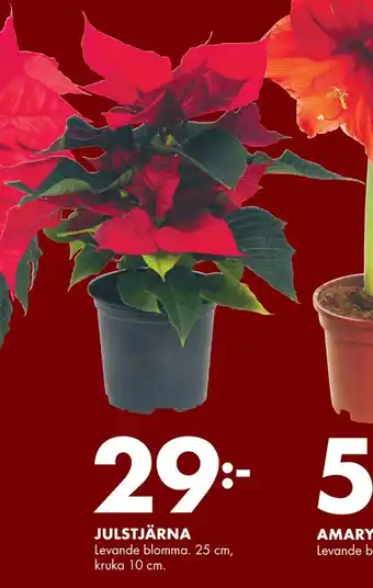 Julstjärna