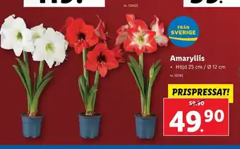 Lidl Amaryllis erbjuda
