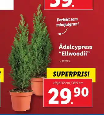 Lidl Ädelcypress. 'ellwoodii erbjuda