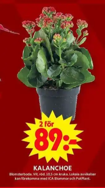 ICA Maxi Blomsterboda krukväxt erbjuda
