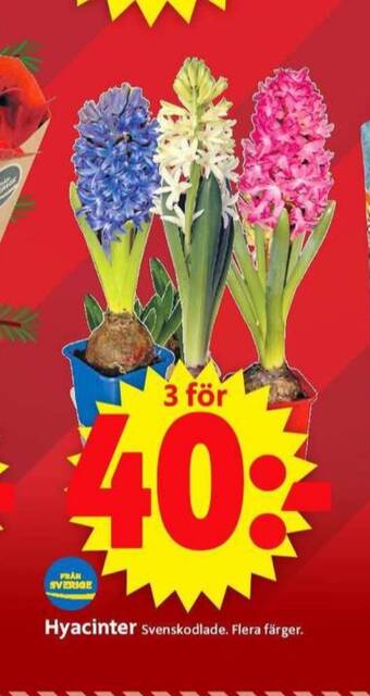 ICA Supermarket Dumle krukväxt erbjuda