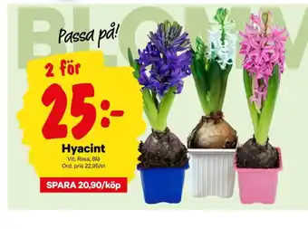 Jakobsdals krukväxt
