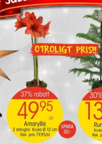 EKO Krukväxt erbjuda