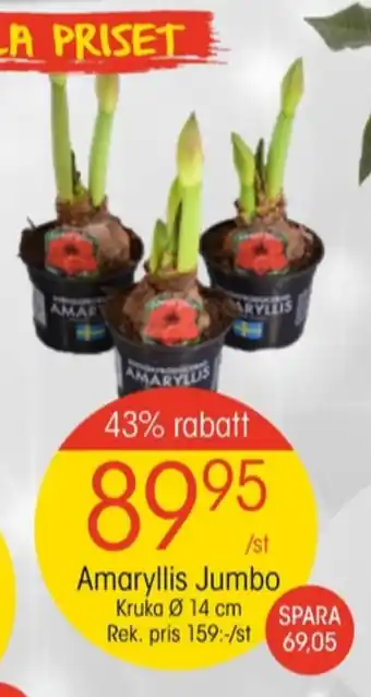 EKO Comfort krukväxt erbjuda