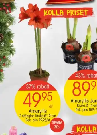 EKO Comfort krukväxt erbjuda
