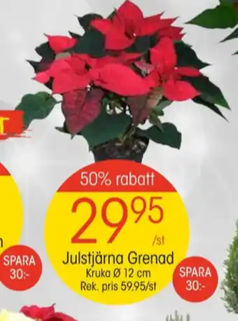 EKO Comfort krukväxt erbjuda