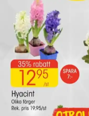 EKO Comfort krukväxt erbjuda