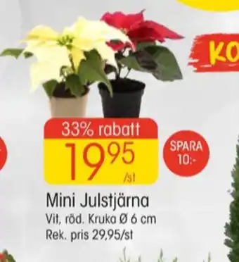 EKO Comfort krukväxt erbjuda