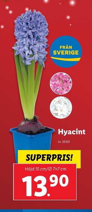 Lidl Hyacint erbjuda