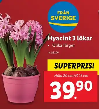 Lidl Hyacint 3 lökar erbjuda