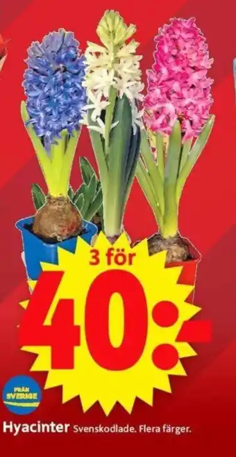 ICA Supermarket Hyacinter erbjuda