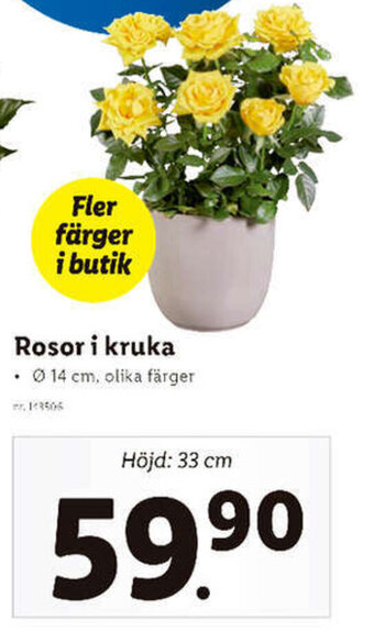 Lidl Rosor i kruka erbjuda