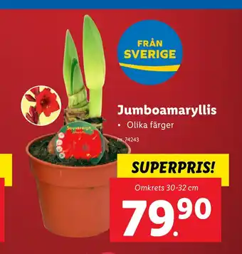 Lidl Hyacint 3 lökar erbjuda