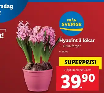Lidl Hyacint 3 lökar erbjuda