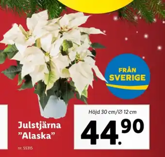 Lidl Crelando krukväxt erbjuda