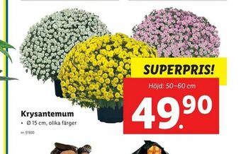 Lidl Krysantemum erbjuda