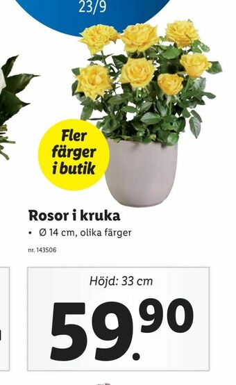 Lidl Rosor i kruka erbjuda