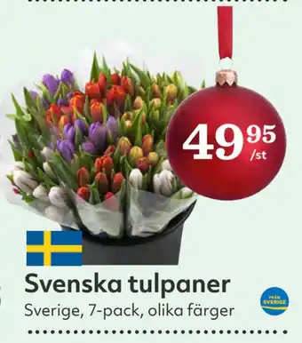 Hemköp Svenska tulpaner erbjuda