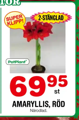 Nya Pulsen Amaryllis, röd erbjuda