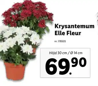 Lidl Krysantemum Elle Fleur erbjuda
