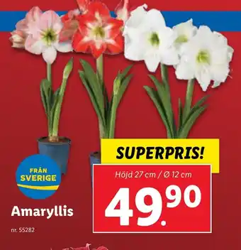 Lidl Amaryllis erbjuda