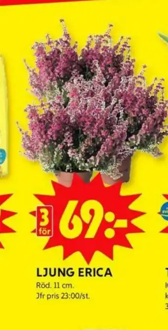 Plantor