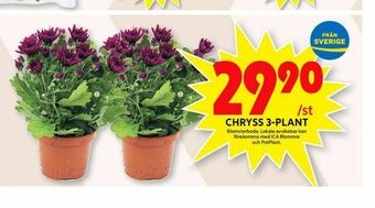 ICA Maxi Blomsterboda Plantor erbjuda