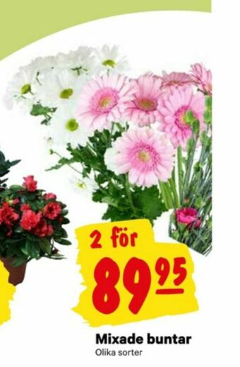 City Gross Blommor erbjuda