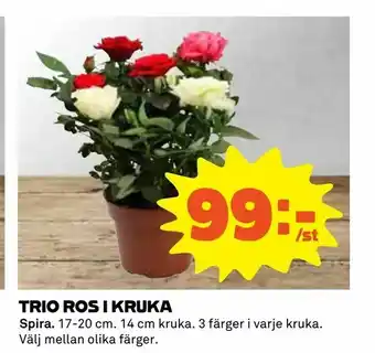Coop Daglivs Trio ros i kruka erbjuda
