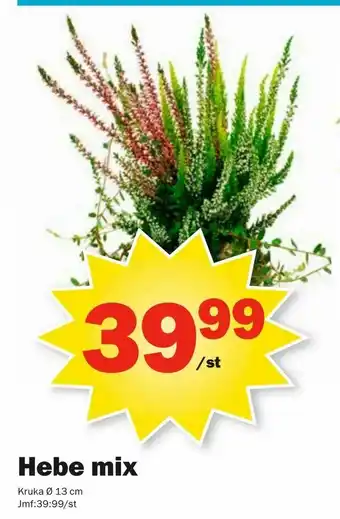 Pekås Silverek Hebe mix erbjuda