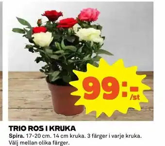 Coop Trio ros i kruka erbjuda