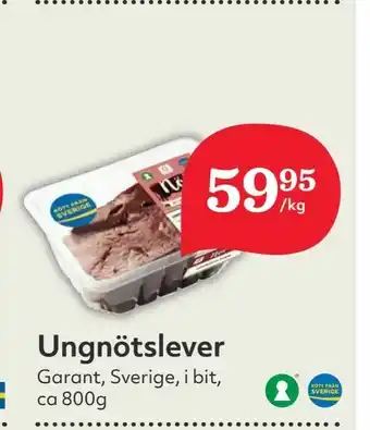 Ungnötslever