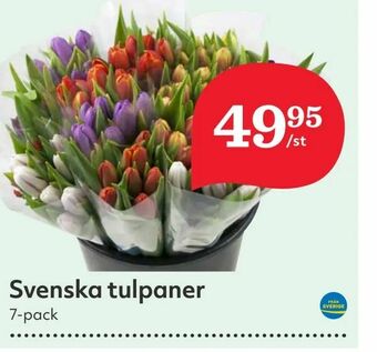 Hemköp Svenska tulpaner erbjuda