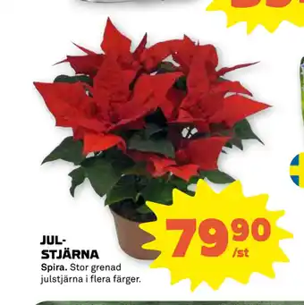 Stora Coop Julstjärna erbjuda