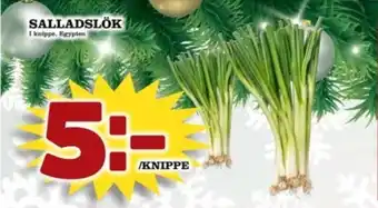 Matdax Garant salladslök erbjuda