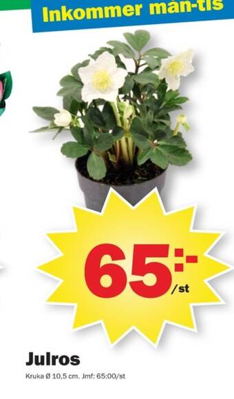 Pekås Sun plantor erbjuda