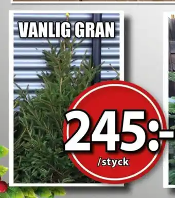 Extra Mjällby Stormarknad VANLIG GRAN erbjuda