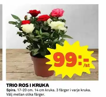 Coop Konsum Trio ros i kruka erbjuda