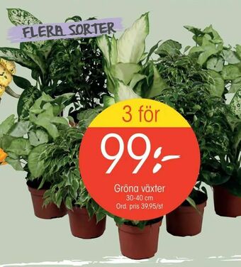 EKO Gröna växter erbjuda