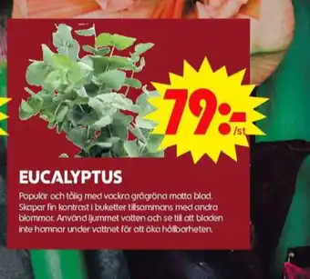 ICA Maxi Blomsterboda blommor erbjuda