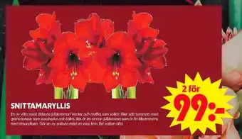ICA Maxi Blomsterboda blommor erbjuda