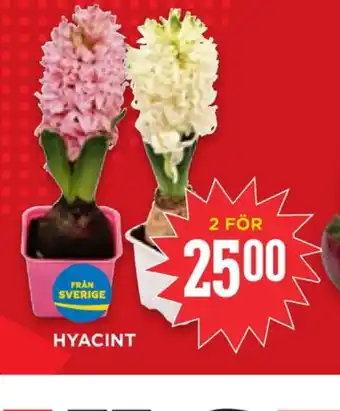 Dumle krukväxt