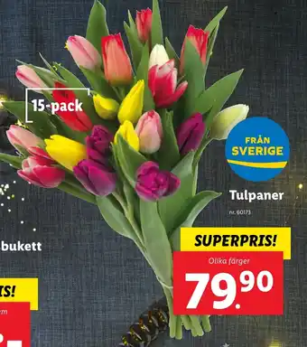 Lidl Tulpaner erbjuda