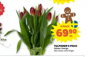 Stora Coop Tulpaner 9-pack erbjuda