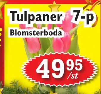 T-jarlen Tulpaner 7-p erbjuda
