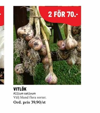 Vitlök
