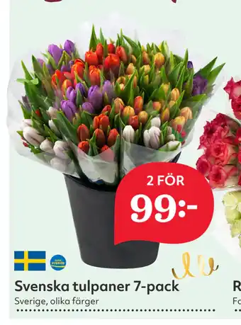 Hemköp Svenska tulpaner 7-pack erbjuda