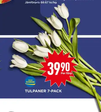 Willys Tulpaner 7-pack erbjuda